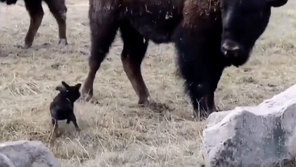 Unleashed dog is nearly kicked by a bison @ Yellowstone National Park.